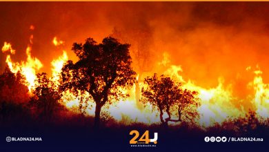 مصرع 3 أشخاص وتوقيف أربعة وضياع 90 هكتارا من الغطاء الغابوي.. هذه خسائر حريق غابة "كدية الطيفور"